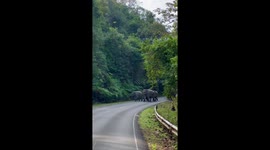 Beautiful moment elephant family walk along mountain road