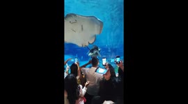 Huge stingray interrupts mermaid performance