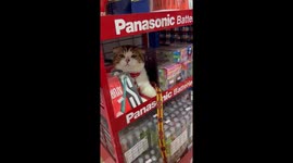 Cute pet cat chills on supermarket shelf