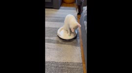 a beautiful white cat in the role of housekeeper.