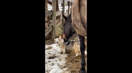 Horse and Corgi are BFFs
