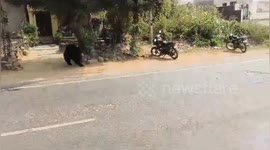 Sloth bear sparks chaos running across road in India