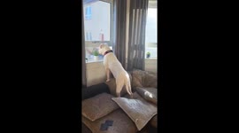 XL Bully Keeps Watch For Postman With A Dog Treats Delivery!