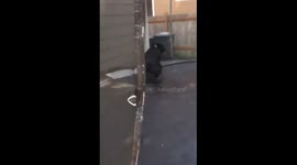 Playful pup's trampoline adventure ends with unintended encounter