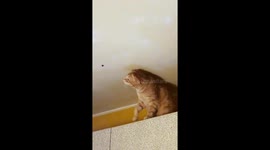 Aromatic encounter: Italian red cat's hilarious reaction to stinky bug delights onlookers