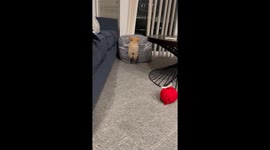 Little Puppy Can't Quite Make the Jump