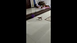 Feline mischief unleashed: Nosy cats cause balloon mayhem