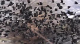 Hundreds of Alpine Choughs flying together and close-up in swiss Alps, marvelous encounter.