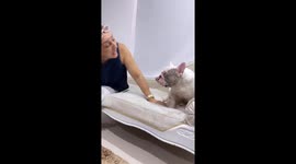 Bulldog Says a Human Word