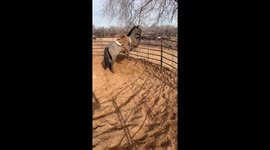 Ranch Horse Takes a Rest