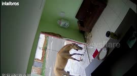 Horse shatters glass door of dentist in Brazil with forceful kicks