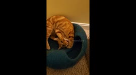 Cat Has Makeup To Do Too
