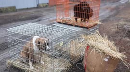 Animal Rights Organization Evacuates Animals from Frontline near Donbas Region.