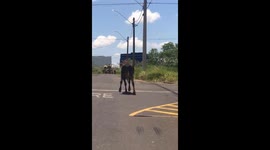 Cow Waddles Down Road