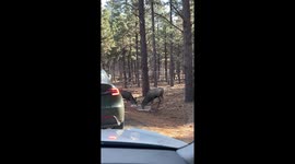 Friendly mule deer buck approaches car for scratches from motorist
