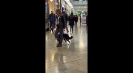 Dog and owner practice impressive routine at busy shopping centre in UK