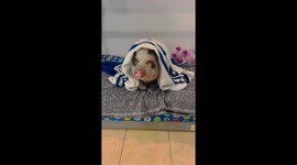 Pet Pig Loves Receiving Affection