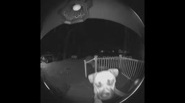 Pet owners shocked as dog teaches itself how to ring doorbell