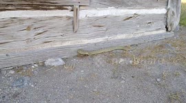 Prairie Rattlesnake in Bannack Ghost Town