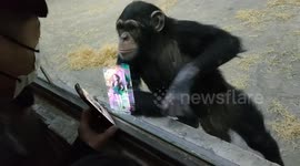 Baby zoo gorilla captivated by model's video playing on visitor's phone