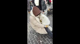Tourists bond with Arctic fox in China