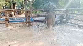 Baby elephant enjoys cooling off with hose