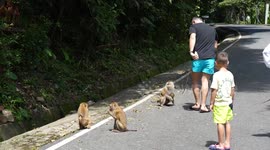 Tourists mingle with wild macaques at 'Monkey Hill' attraction in Phuket, Thailand
