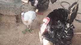 Battle for breeding:  Two male turkeys violently fight each other for its mate.
