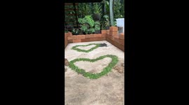 Pet tortoises tuck into Valentine's Day hearts made from lettuce