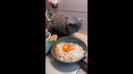 Feline cozies up in kitchen pan in Russia