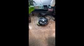 Plant repotting chaos: iRobot mishap at Buffalo plant loft