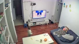 Security camera reveals toddler smashed TV with HAMMER