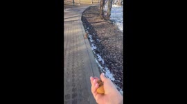 Kyiv park's nut-loving squirrel: a heartwarming encounter