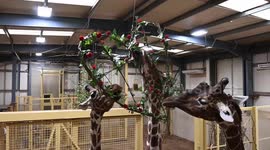 Love is in the air for the animals at the Bristol Zoo Project readying for Valentine's Day