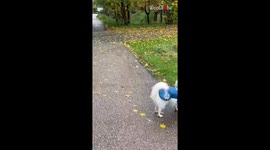 Adorable 2 y/o doggo befriends stranger fox and plays with it around the park