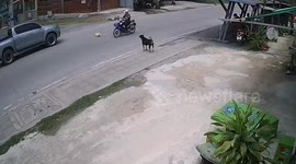 Helpful pet dog collects lunchbox that fell on road