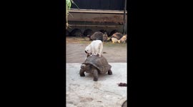 Pet goats ride on the back of giant African tortoise