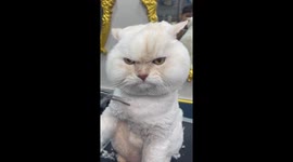 Pet cat looks FURIOUS with his new hair cut