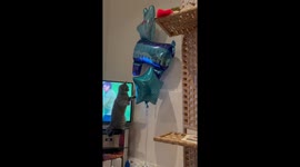 Whiskered ballet: Cat's hilarious tango with helium balloons creates chaos