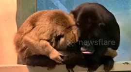 Couple of elderly howler monkeys mark their 17th anniversary together on Valentine's Day