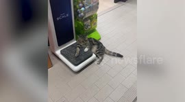 Tabby cat guards weighing scale inside convenience store