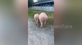 Two albino buffalos play with pet dogs in grass field
