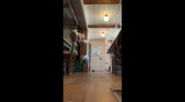 Baby Goat Frolics Around House