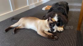 A Couple Of Snuggle Buddies