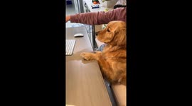 Dog Can't Recognize Himself