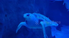 Tortuga nadando en el fondo del mar junto a peces en zona rocosa y vegetación.