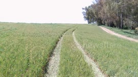 Majestuoso campo de siembra con marcas de maquinaria y caminos.
