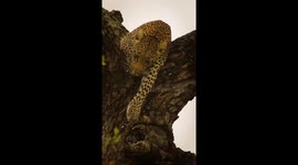 Leopard Sounds Like A Saw