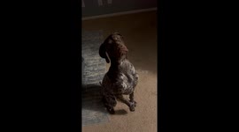 Dog Receives Surprising News