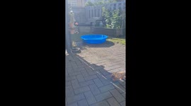 New Zealand pooch dips into paddling pool for the first time